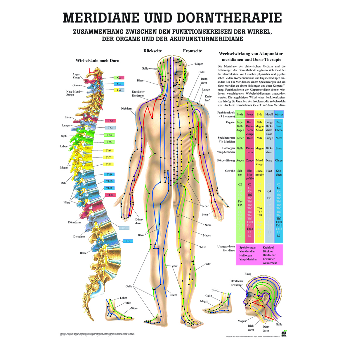 Anatomische Lehrtafel "Meridiane und Dorntherapie 34 x 24"